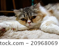 Abominable fellow (cat) 20968069