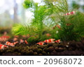 Shrimp world 20968072