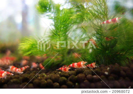 Shrimp world Shrimp world 20968072