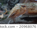 What is the face of squid? Do not eat. 20968076