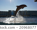 Dolphin's water show 20968077