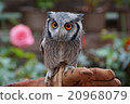 Hand riding owl 20968079