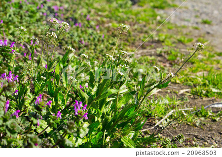 百事和米飯 百事和米飯 20968503