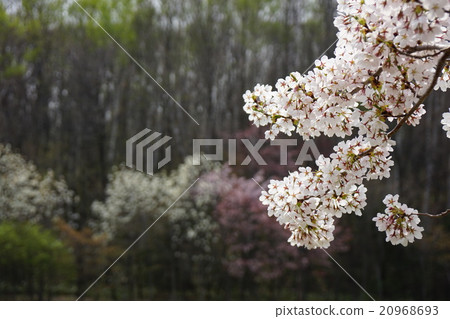 驚人的盛開的大豆吉野 20968693