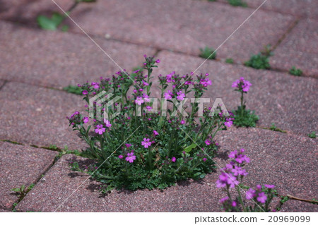 It is called Verbena beauty woman cherry blossoms. 20969099