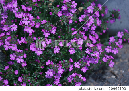 It is called Verbena beauty woman cherry blossoms. 20969100