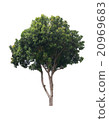 tree on a white background 20969683