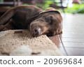 Close Up Labrador dog sleepy 20969684