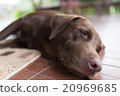 Close Up Labrador dog sleepy 20969685