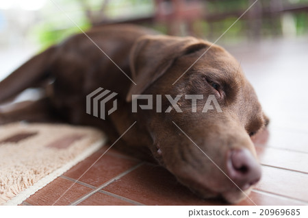 Close Up Labrador dog sleepy 20969685