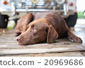 Close Up Labrador dog sleepy 20969686