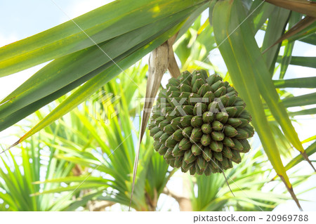 Adan's fruit 20969788