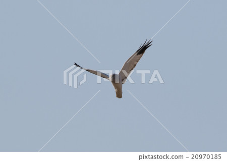 Powered by Translate Powered by Translate 20970185