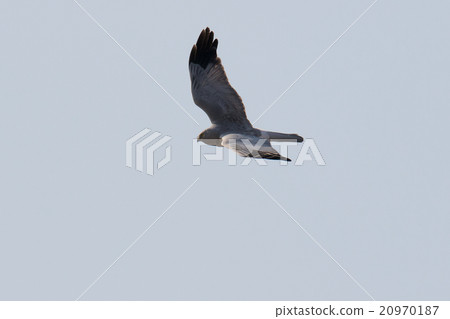 Powered by Translate Powered by Translate 20970187