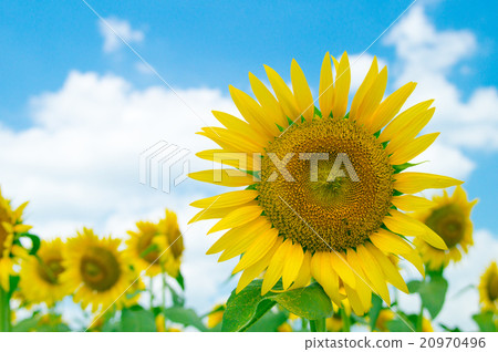 sunflower	 20970496
