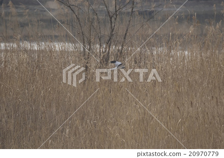 Powered by Translate Powered by Translate 20970779