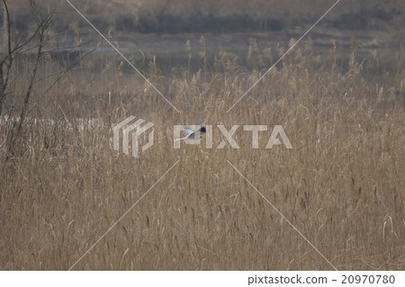 Powered by Translate Powered by Translate 20970780