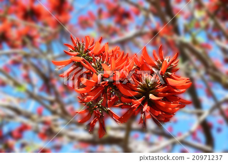 The blue spring sky is full of red flowers in the coral tree The blue spring sky is full of red flowers in the coral tree 20971237