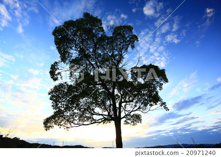 Trees and sky Trees and sky 20971240