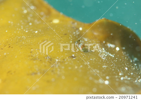 Angel's Ring Dango Woo Scuba Diving Angel's Ring Dango Woo Scuba Diving 20971241