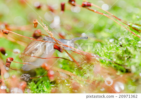 Snails and moss Snails and moss 20971362