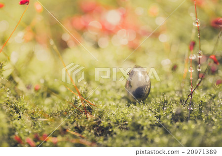 Snails and moss Snails and moss 20971389