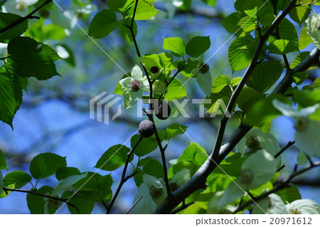 Handkerchief tree flower and fruit 20971612