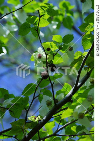 Handkerchief tree flower and fruit 20971613
