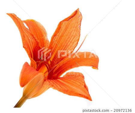 orange lily isolated 20972136
