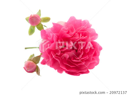pink rose isolated pink rose isolated 20972137