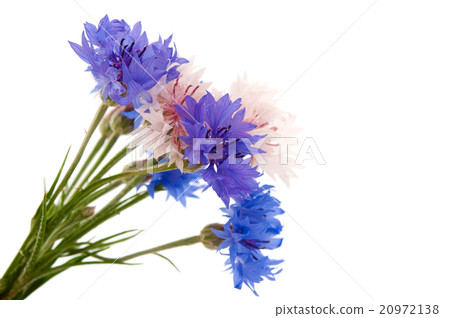 bouquet of cornflowers isolated bouquet of cornflowers isolated 20972138