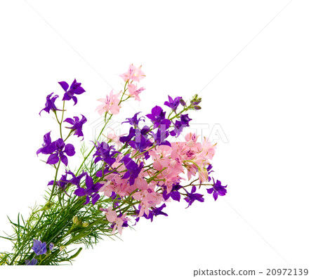 bouquet of wild flowers isolated bouquet of wild flowers isolated 20972139