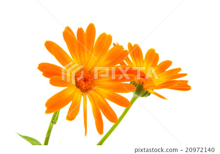 marigold flowers isolated marigold flowers isolated 20972140
