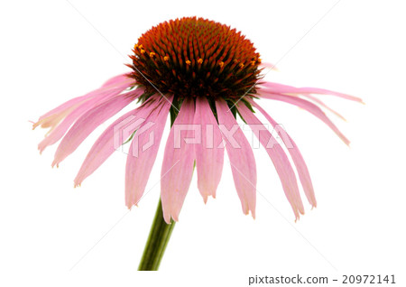 Echinacea isolated 20972141