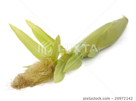 corn on the cob isolated 20972142