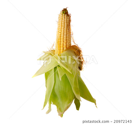corn on the cob isolated corn on the cob isolated 20972143