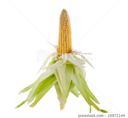 corn on the cob isolated corn on the cob isolated 20972144