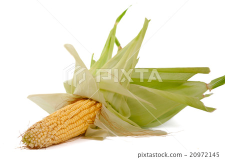 corn on the cob isolated 20972145
