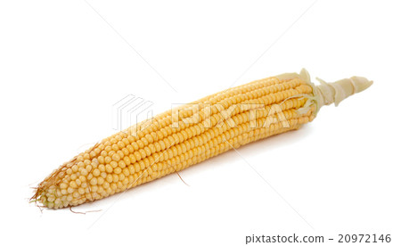 corn on the cob isolated corn on the cob isolated 20972146