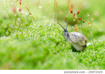 Snails and moss 20972420
