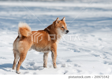 dirty shiba inu dog on snow 20973342