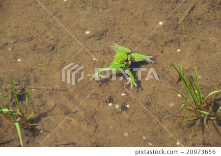 Frog in rice field Frog in rice field 20973656