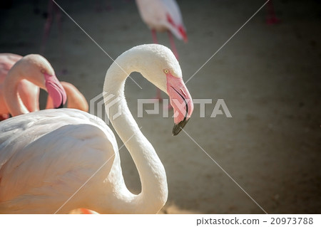 Flock of pink flamingos Flock of pink flamingos 20973788