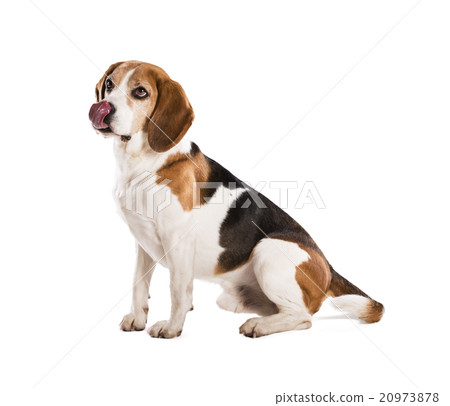 Dog in studio Dog in studio 20973878
