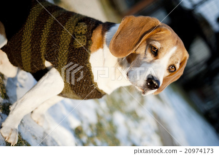 Cute dog Cute dog 20974173