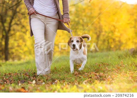 Dog walk Dog walk 20974216
