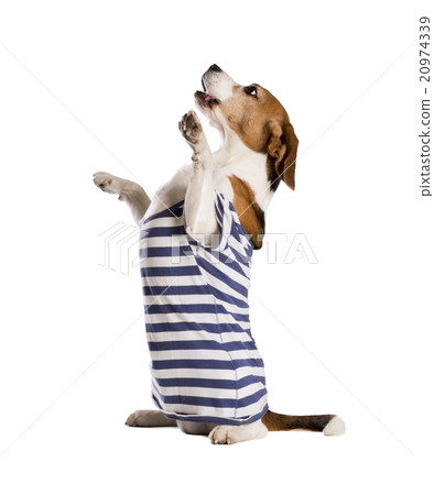 Dog in studio 20974339