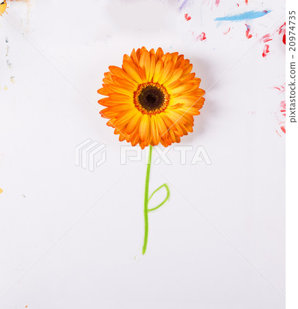 Flower concept Flower concept 20974735