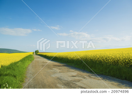 Colza field Colza field 20974896