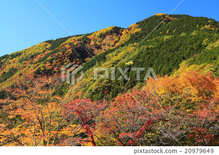 Autumn foliage of Achigo 20979649